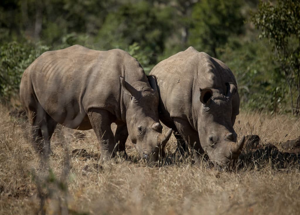 Mosi-oa-Tunya Game Park
