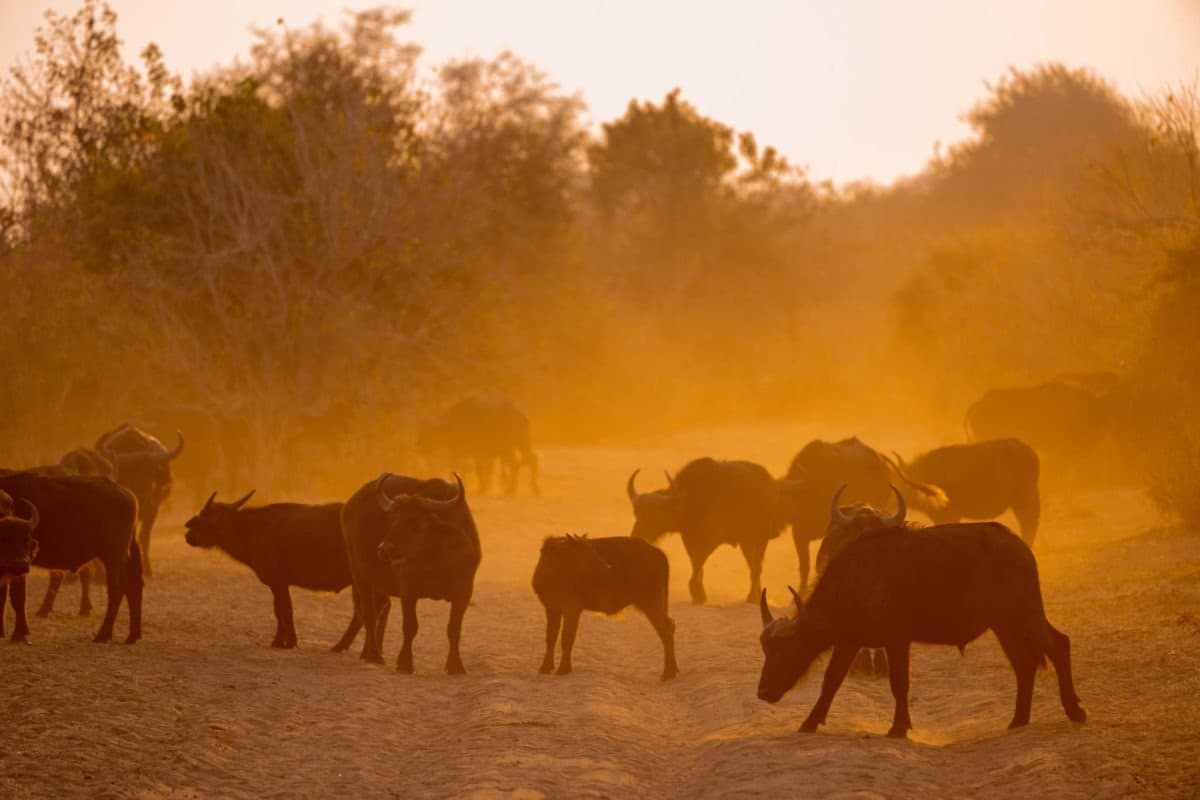 Chobe Riverfront