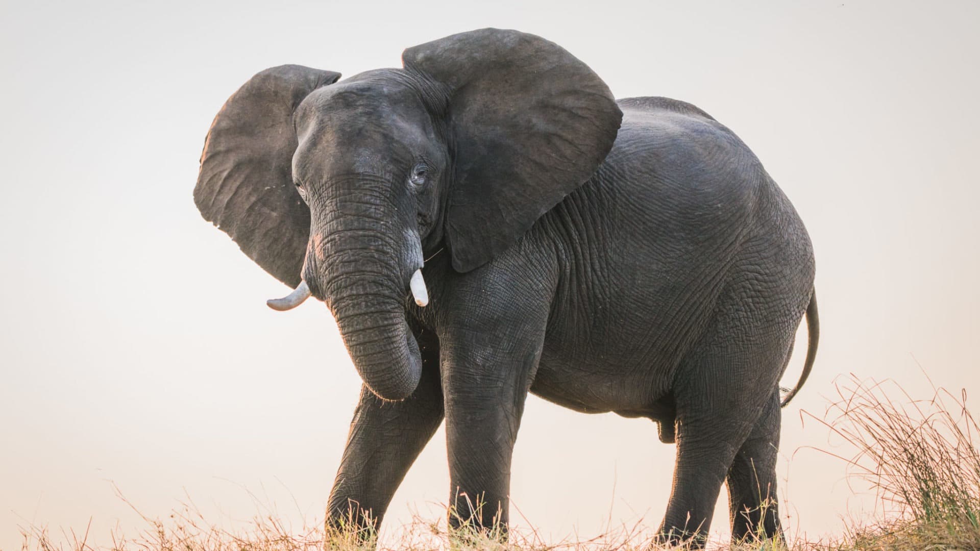 Chobe National Park scenery