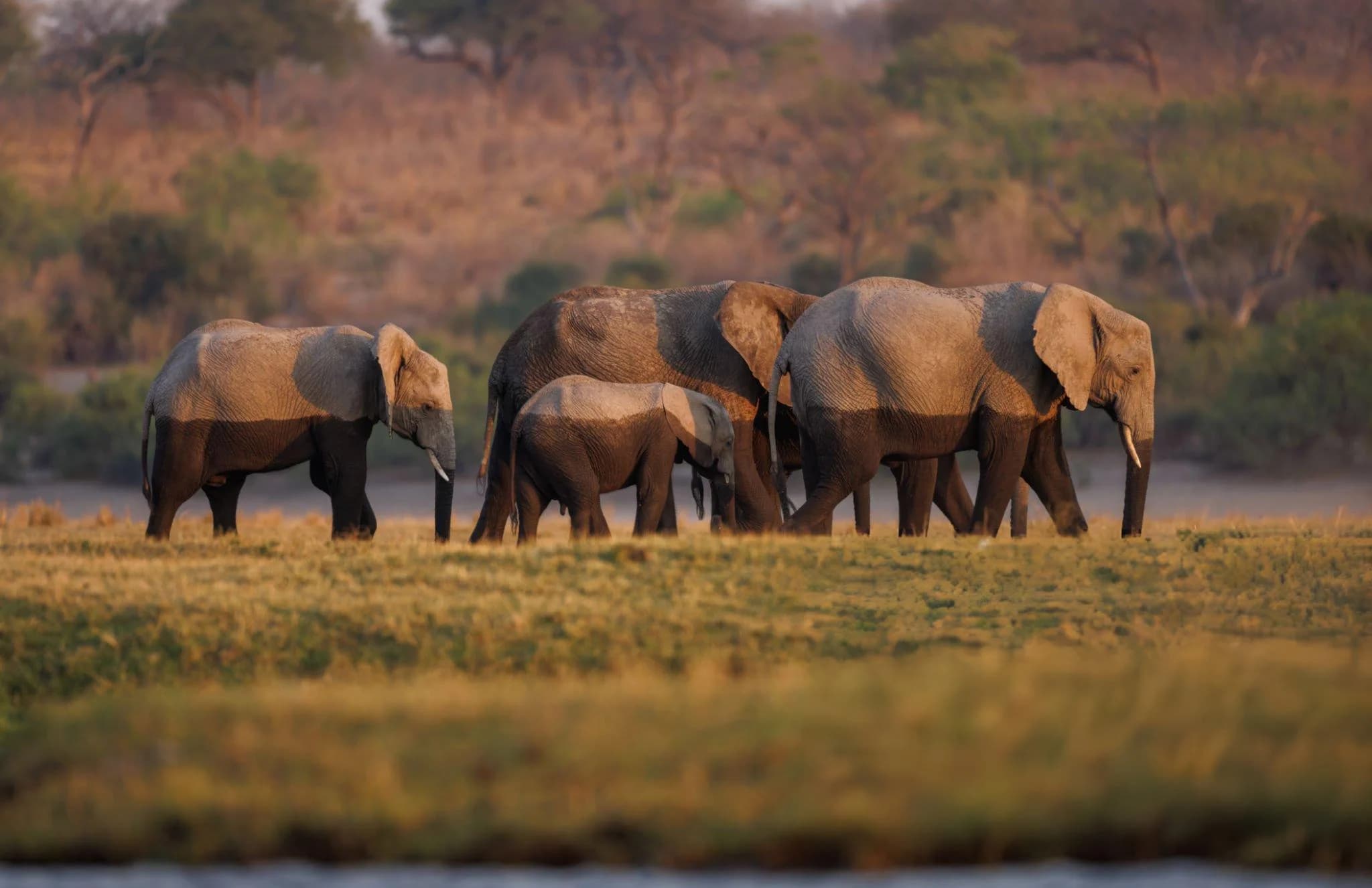 Chobe National Park Day Trip