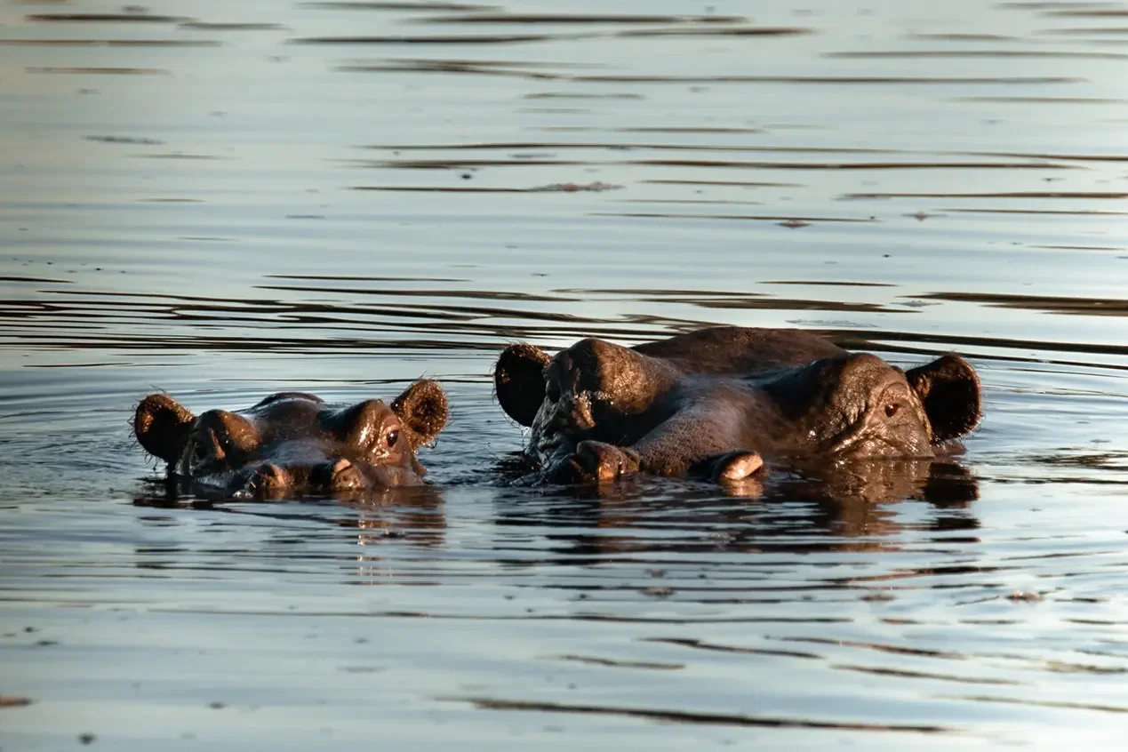 Chundu Island wildlife