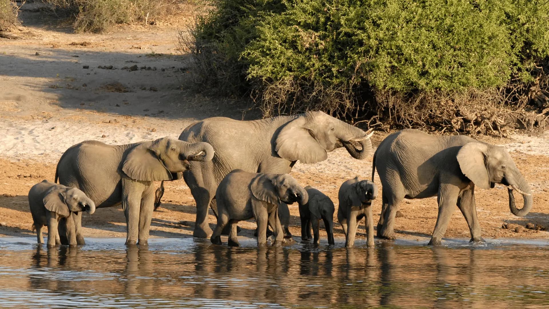 African safari journey