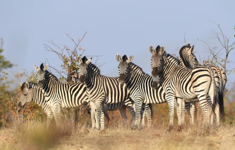 Robins Camp, north-western Hwange National Park