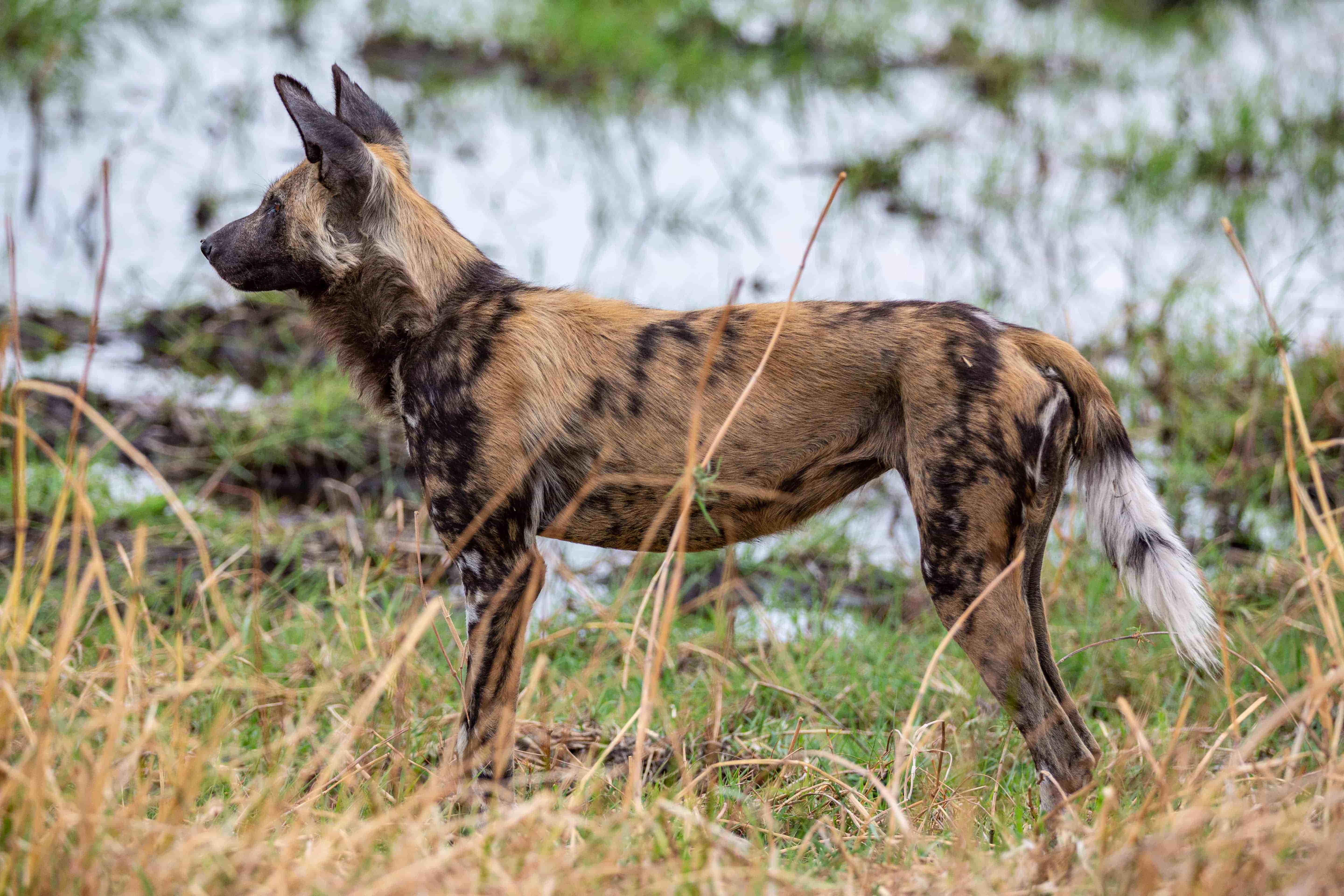 Western Chobe, Botswana