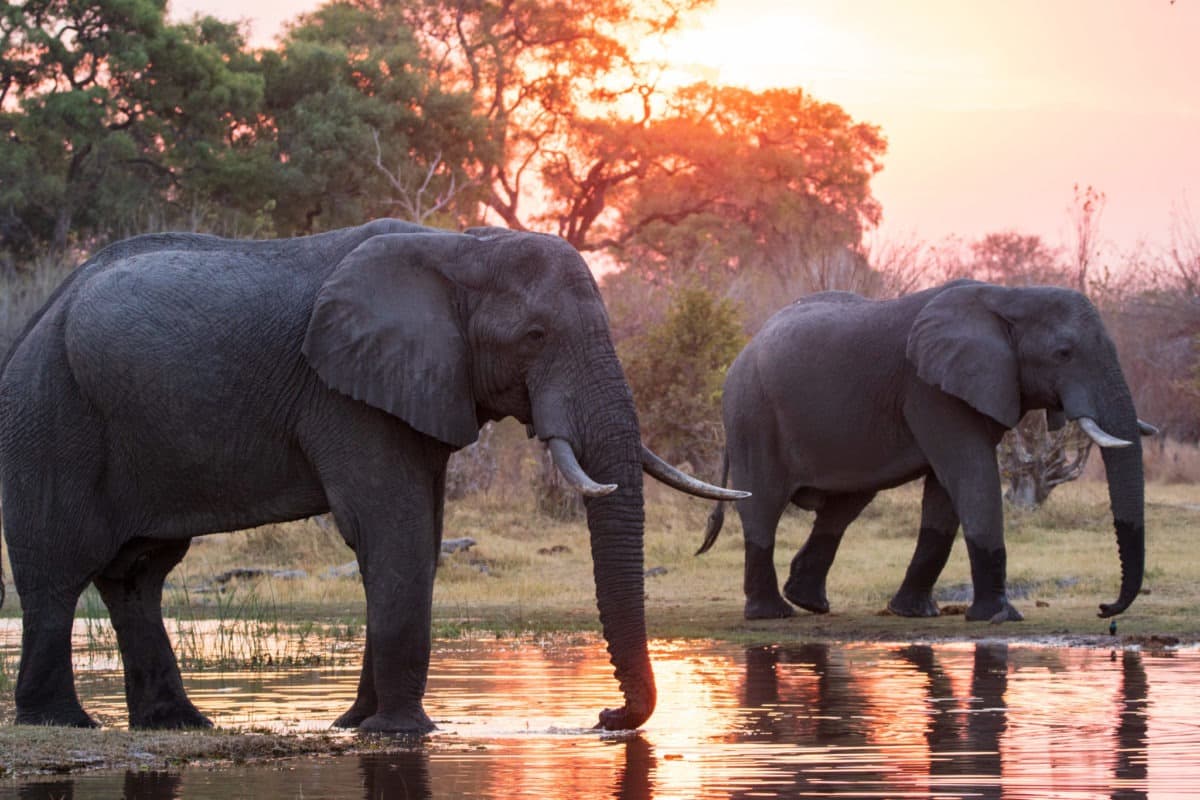 Crossing from Victoria Falls to Chobe