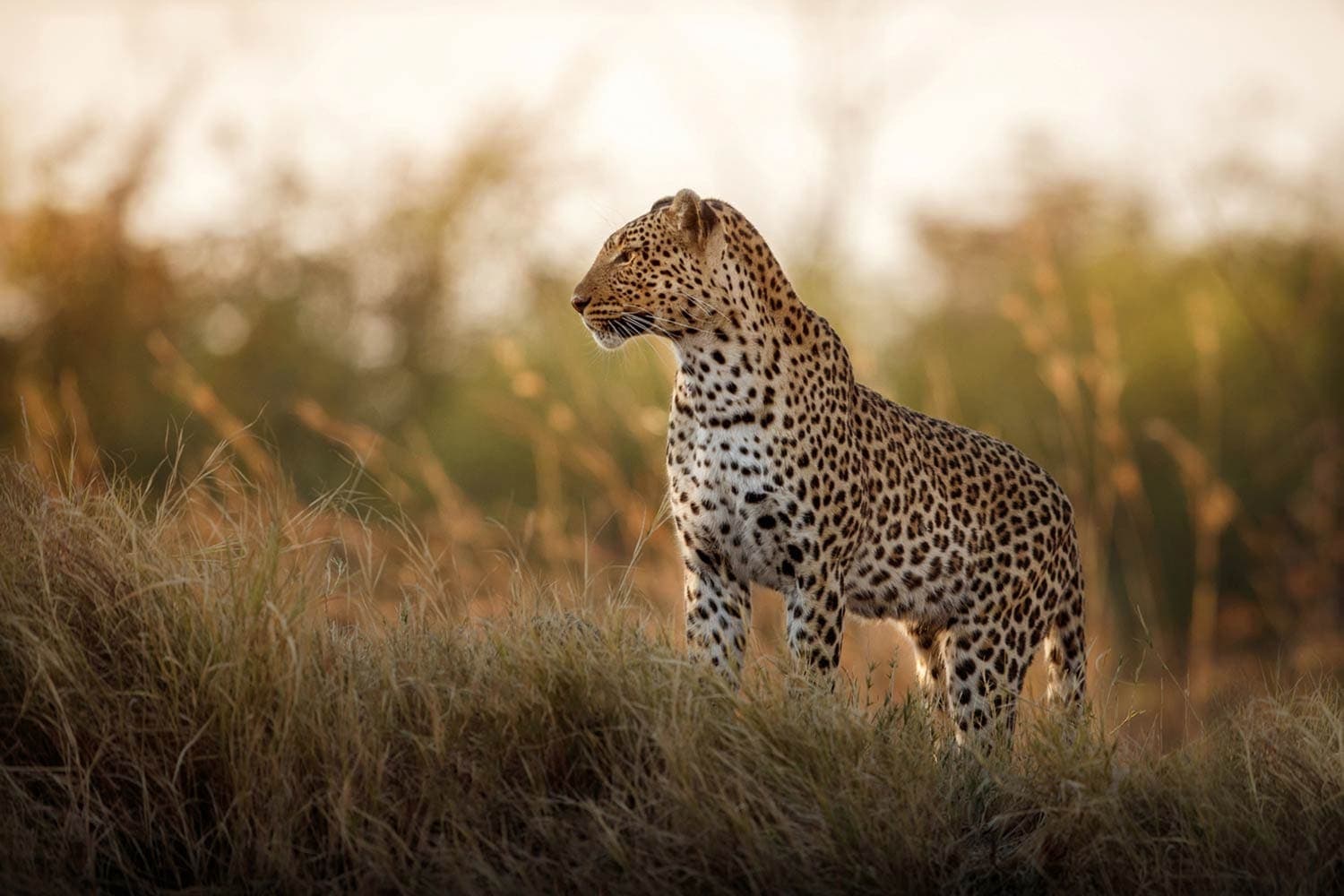 Victoria Falls & Chobe Ultimate Safari